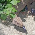 Leapin' Libertyville Lizard 