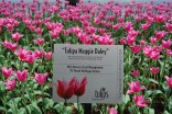Tulipa Maggie Daley