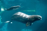 Baby Beluga in Photos