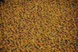Windy City Rubber Ducky Derby