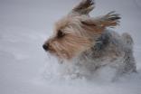 Your Pictures: Snow Day Pets