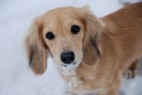 Chicago Pets in the Snow