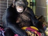 911 Recording Reveals Details of Chimp Attack in Connecticut