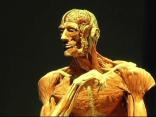 Exploring Real Human Bodies