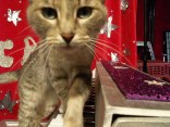 Acro-Cats Save Homeless Felines