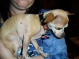 Second City Animal Stories
