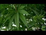 Making a Case for Medical Marijuana