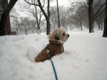 Blizzard 2011: Animals in the Snow