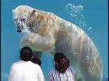 Polar Bear Love Connection