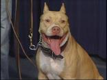 Program Offers Reward to Combat Dogfighting