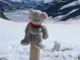 Babybear Missing at O'Hare