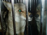 Pics: Captured Coyote