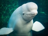 Meet The Shedd's New Beluga Calf