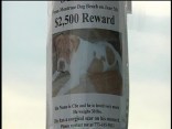Dog Snatched from Montrose Beach