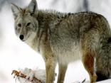 Suburbs are Coyote Ugly