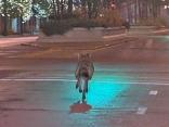 What to Do If You Come Across a Coyote in the City