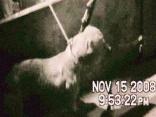 Sheriffs Raid South Side Dog Fight