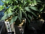 Up in Smoke: Illinois' Biggest Drug Busts