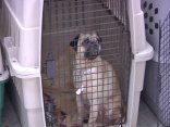 Dozens of Designer Dogs Rescued