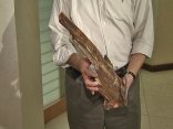 Woman Impaled by Tree Branch