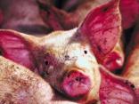 No Swine Flu in Illinois: Officials