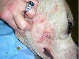 7 Arrested in Maywood Dogfight