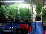 $500K Worth of Pot Recovered From NW Side Building