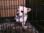Puppy Mill Busted in Cook County