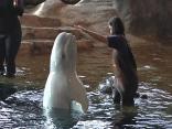 Beluga Gives Birth