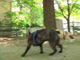 Keep Pet Costs on a Tight Leash