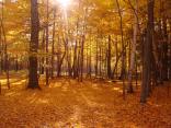 The Shades of Autumn
