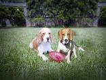 Social Media Helps Find Dogs New Homes