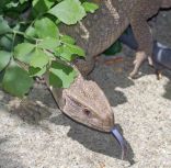 Leapin' Libertyville Lizard 
