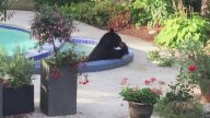 Bear Takes an Afternoon Dip in His Neighbor's Hot Tub