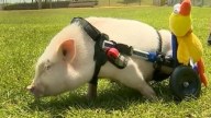 Adorbale Disabled Pig Grows Star Power