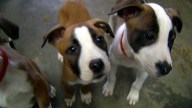 Chicago Hospital Allows Visiting Hours For Pets