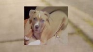 Off-Duty Officer Shoots, Kills Neighbor's Dog