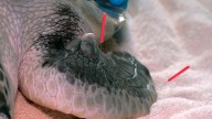 Slow Pokes: Sea Turtle Acupuncture