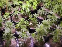 355 Pot Plants Now Homeless