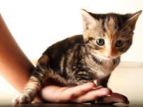 Cat Kidnapper Will Pay for Replacement Cat