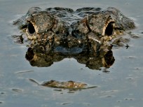 Golfer Reaches For Ball, Gets Gator