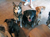 Four Orphaned Dogs Find a Home