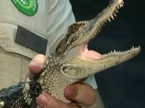 Alligator Removed From the Chicago River