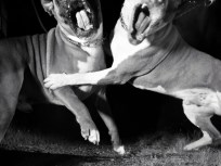 Another Man Accused of Day Care Dog Fighting
