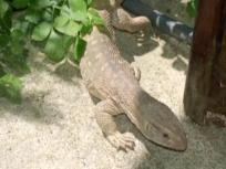 Exotic Lizard Prowling Around Libertyville
