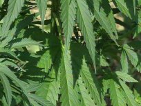 Child Porn Warrant Leads to Pot Bust