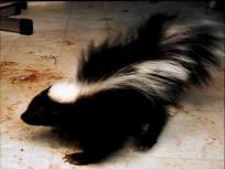 Suburban Skunk Shooter Fined $25