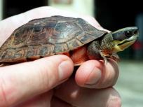 Shell Shock: Turtles Responsible for Salmonella Outbreak