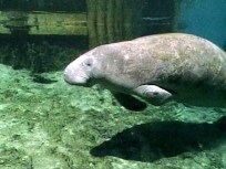 Holy Crap! Mile of Manatee Poop Washes Ashore