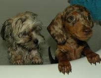 Dissolve Humane Society: State